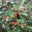 Corokia Red Wonder x 50 Carousel 1