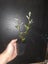 Corokia Red Wonder x 50 Carousel 2