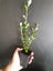 Corokia Emerald n Jade x 50 Carousel 2