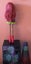 Monster High Marisol Coxi doll Carousel 9