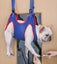 Dog Grooming Hammock, Cat Hanging Harness Cat Grooming Sling Holder Carousel 6