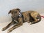 Pound Paws Rescue - Ratu - Waimate Carousel 3