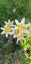 Sparaxis white 1 bulb Carousel 1