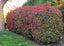Photinia Red Robin Carousel 1