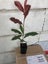 Photinia Red Robin Carousel 2