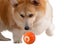 Shaky Ball Toy Automatic Jumping Ball Dog Toy Vibrating Ball For Pet Orange Carousel 1