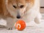 Shaky Ball Toy Automatic Jumping Ball Dog Toy Vibrating Ball For Pet Orange Carousel 3