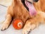 2PCS Shaky Ball Toy Automatic Jumping Ball Dog Toy Vibrating Ball For Pet Carousel 4