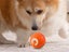 2PCS Shaky Ball Toy Automatic Jumping Ball Dog Toy Vibrating Ball For Pet Carousel 6
