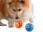 2PCS Shaky Ball Toy Automatic Jumping Ball Dog Toy Vibrating Ball For Pet Carousel 1