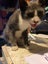 Bubba is missing from Waiotira Carousel 5