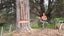 FIREWOOD - Old Man Pine ( FREE Delivery! ) Carousel 5