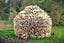 FIREWOOD - Old Man Pine ( FREE Delivery! ) Carousel 2