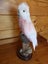 taxidermy pink parrot Carousel 3