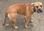 Beauty - Good with Other Dogs and Children Carousel 2