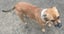 Beauty - Good with Other Dogs and Children Carousel 3