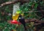 Topflite Nectar Feeder Tui Feeder Carousel 3