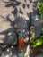 $1 RES NEW 2025!! RED STAG SikaNZ Large Hunting Knife RRP$199 (Large Knive!) Carousel 7
