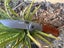 $1 RES NEW 2025!! RED STAG SikaNZ Large Hunting Knife RRP$199 (Large Knive!) Carousel 5