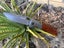 $1 RES NEW 2025!! RED STAG SikaNZ Large Hunting Knife RRP$199 (Large Knive!) Carousel 6