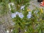 Rosemary Tuscan Blue Carousel 5