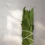 Bay Laurel Smudge Stick Carousel 4