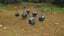 PIKMIN 3 (Wii U - NTSC) *COMPLETE COLLECTOR'S* Carousel 9