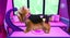 Barbie Groom And Glam Pups (Wii - RARE) *MINT COMPLETE* Carousel 4