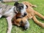 Jude Rescue Dog - CDRRNZ Carousel 4