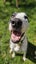 Jude Rescue Dog - CDRRNZ Carousel 7