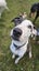 Jude Rescue Dog - CDRRNZ Carousel 8