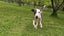 Jude Rescue Dog - CDRRNZ Carousel 9