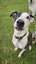 Jude Rescue Dog - CDRRNZ Carousel 1