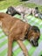 Jude Rescue Dog - CDRRNZ Carousel 11