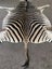 Real Zebra Hide Rug (Premium Quality A Grade) Carousel 4