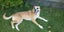 Jojo (Ellie's Canine Rescue & Rehome) Carousel 3