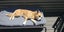 Jojo (Ellie's Canine Rescue & Rehome) Carousel 5