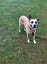Jojo (Ellie's Canine Rescue & Rehome) Carousel 4