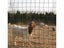 PTN NEW Large Wire Netting Sale Sale Carousel 5