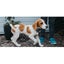 Belkin AirTag Asset Tracking Tag Loop - White Carousel 6