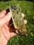 Pounamu greenstone slab Nelson kokopu Carousel 6