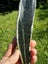 Pounamu greenstone quality carving slab Carousel 7