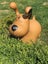 Happy Hopperz - Brown Dog Carousel 3