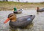 Full Size Mallard Decoys 8 Hens 4 Drakes Carousel 11
