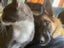 Bubba is missing from Waiotira Carousel 3