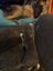 Bubba is missing from Waiotira Carousel 4