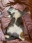 Bubba is missing from Waiotira Carousel 8