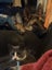 Bubba is missing from Waiotira Carousel 10