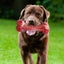 Durable Interactive Chew Toy for Large Dogs - Teeth Cleaning Carousel 4