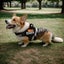 Adjustable Service Dog Harness with Rubber Handle for Large Dogs Carousel 4